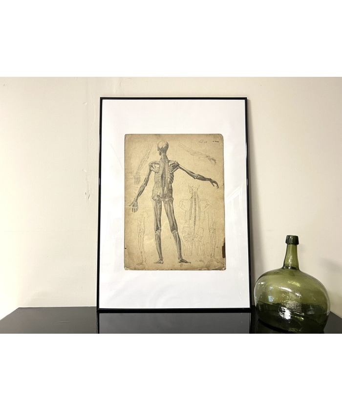 Dr Munz Fecit A 19th Century Anatomical Etching Hunt Vintage